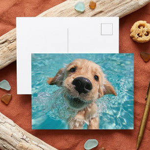 Cartão Postal Golden Retriever Nadando Cachorro Diversão de Verã