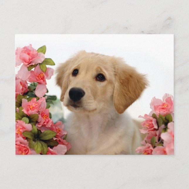 Cartão Postal Golden Retriever Puppy and Pink Flowers (Frente)