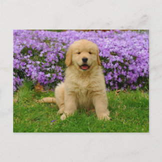 Cartão Postal Golden Retriever Puppy in bed of Lavender Phlox