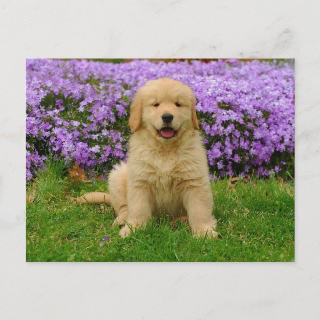 Cartão Postal Golden Retriever Puppy in bed of Lavender Phlox (Frente)