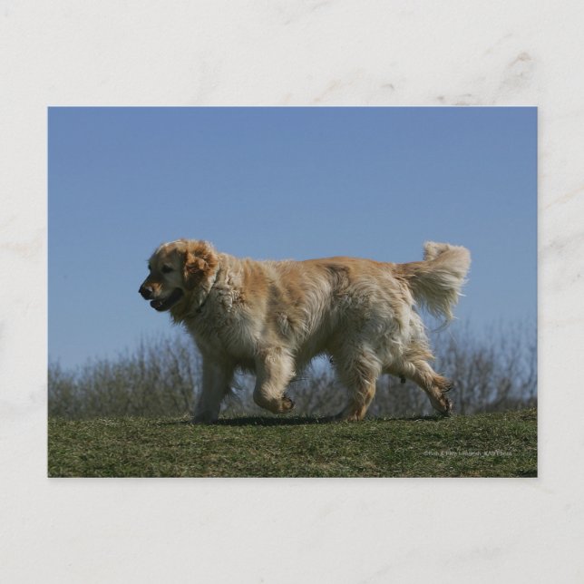 Cartão Postal Golden Retriever Running 3 (Frente)