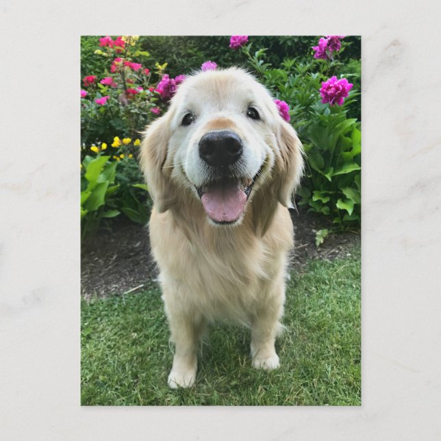 Cartão Postal Golden Retriever Sorridente com Flores Obrigado (Frente)