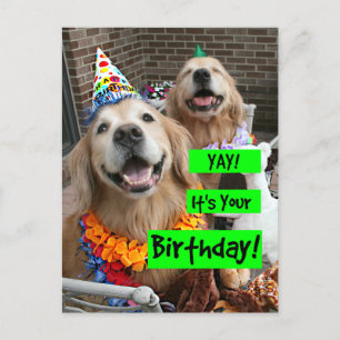 Cartão Postal Golden Retriever Yay É Seu Aniversário