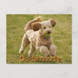 Cartão Postal Goldendoodle com Bola