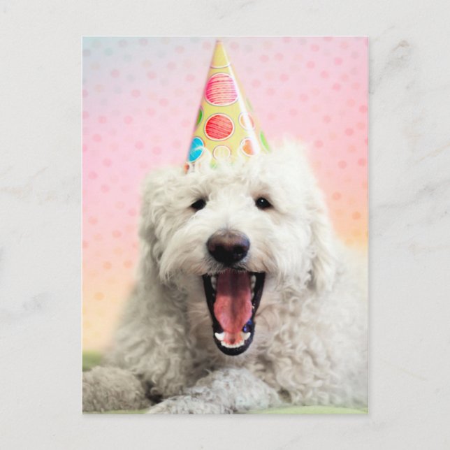 Cartão Postal Goldendoodle com chapéu de festa (Frente)