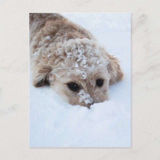 Cartão Postal Goldendoodle Com Nariz Na Neve (Frente)