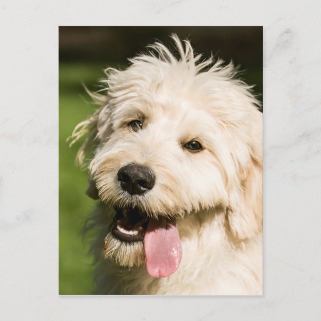 Cartão Postal Goldendoodle Puppy (Frente)