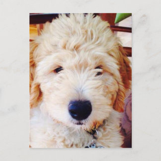 Cartão Postal Goldendoodle Puppy
