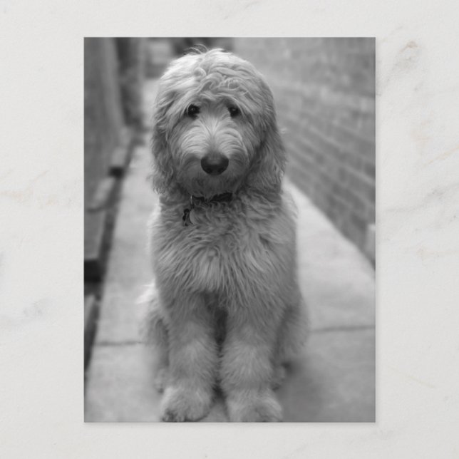 Cartão Postal Goldendoodle Puppy No Quintal (Frente)