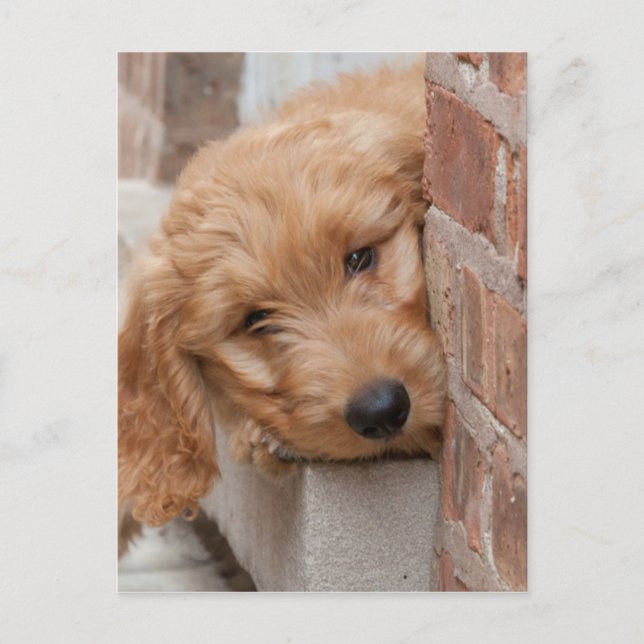 Cartão Postal Goldendoodle Puppy Peeking (Frente)