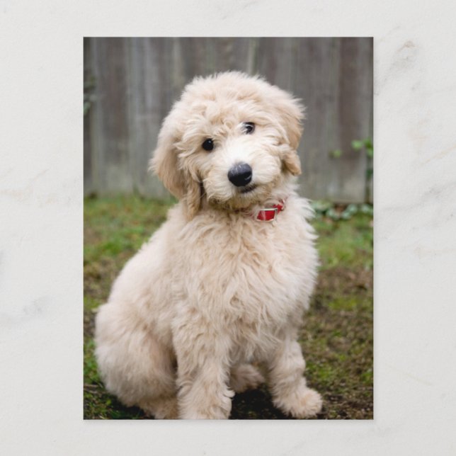 Cartão Postal Goldendoodle Puppy Senta-Se Em Grama (Frente)