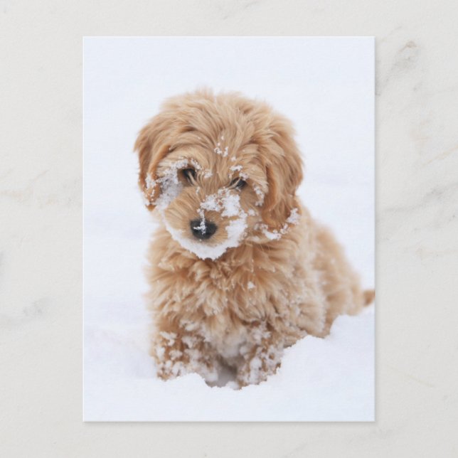 Cartão Postal Goldendoododle Puppy Com Neve Virada (Frente)