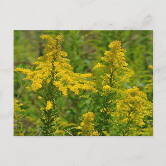 Cartão Postal Goldenrod de Kentucky (Frente)