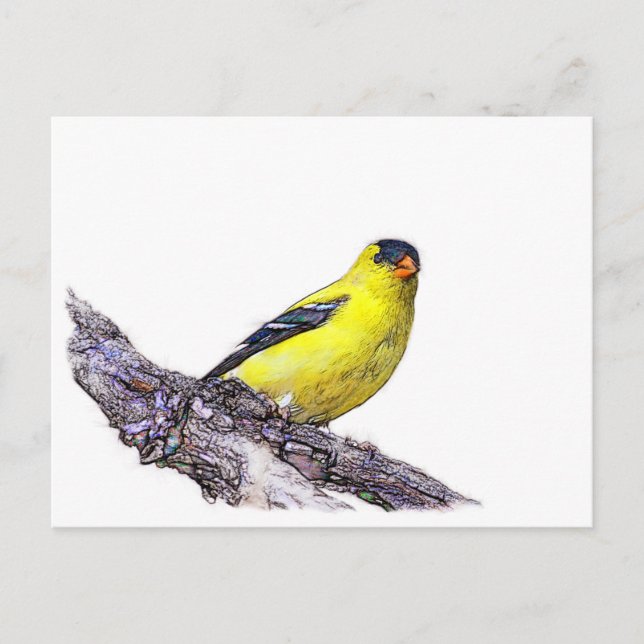 Cartão Postal Goldfinch (Frente)