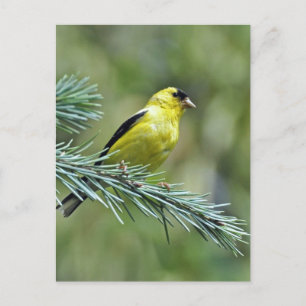 Cartão Postal Goldfinch