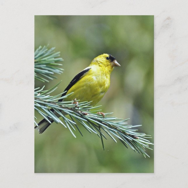 Cartão Postal Goldfinch (Frente)