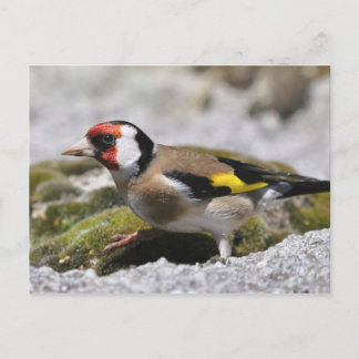 Cartão postal Goldfinch