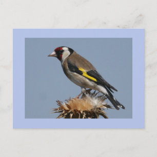 Cartão Postal Goldfinch