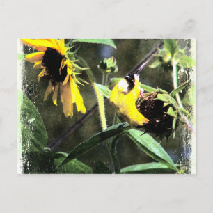 Cartão Postal Goldfinch