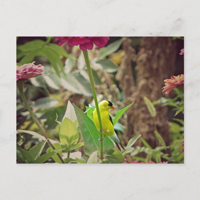 Cartão Postal Goldfinch (Frente)