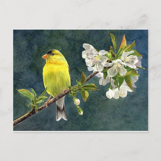 Cartão Postal Goldfinch e flores de cerejeira (Frente)
