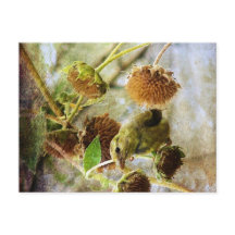 Goldfinch e Girassóis