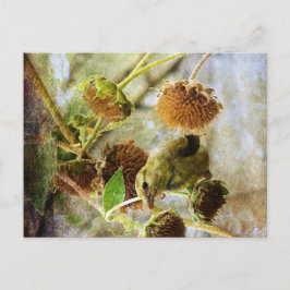 Cartão Postal Goldfinch e Girassóis