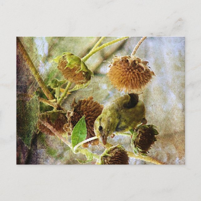 Cartão Postal Goldfinch e Girassóis (Frente)