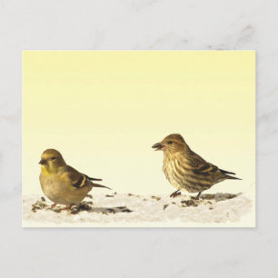Cartão Postal Goldfinch e Pine Siskin