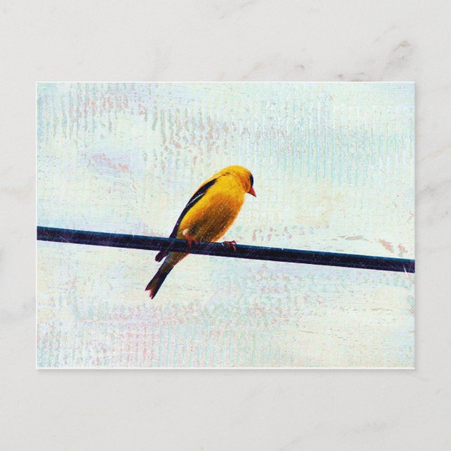 Cartão Postal Goldfinch em uma linha elétrica (Frente)