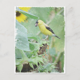 Cartão Postal Goldfinch Grunge