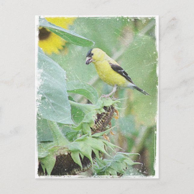 Cartão Postal Goldfinch Grunge (Frente)