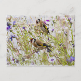 Cartão Postal Goldfinches