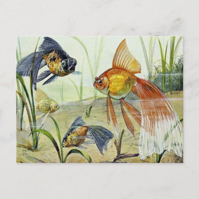 Cartão Postal Goldfish Vintage Art (Frente)