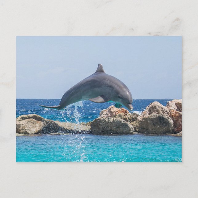 Cartão Postal Golfinho (Frente)