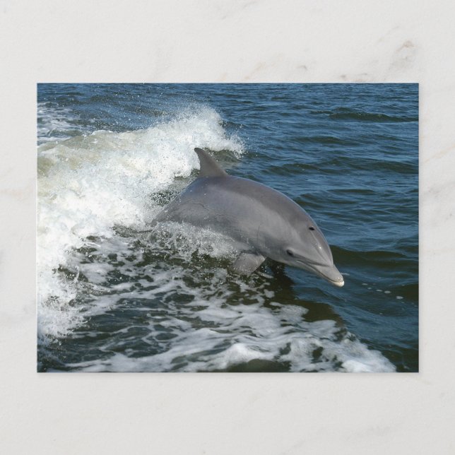 Cartão Postal Golfinho (Frente)