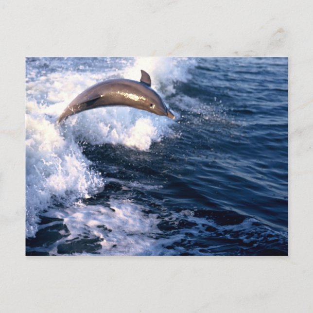 Cartão Postal Golfinho (Frente)