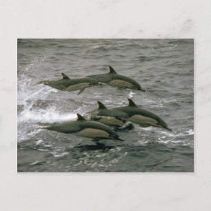 Cartão Postal Golfinho-comum
