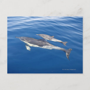 Cartão Postal Golfinho comum no estreito
