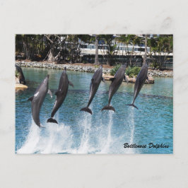Cartão Postal Golfinho de Bottlenose