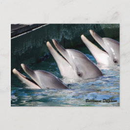 Cartão Postal Golfinho de Bottlenose