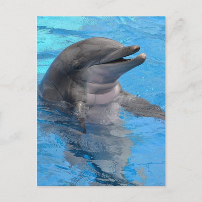 Cartão Postal Golfinho de Florida (Frente)