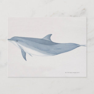 Cartão Postal Golfinho de Gargalose