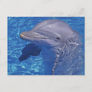 Cartão Postal Golfinho Estrangulado, Tursiops Truncatus