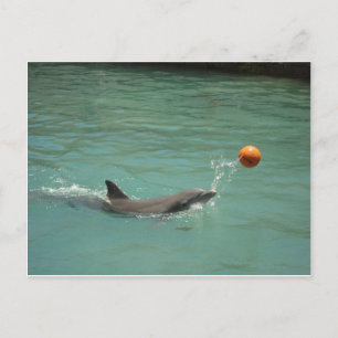 Cartão Postal Golfinho jogando bola