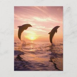 Cartão Postal Golfinho-nariz-de-garrafa Tursiops truncatus