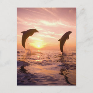 Cartão Postal Golfinho-nariz-de-garrafa Tursiops truncatus
