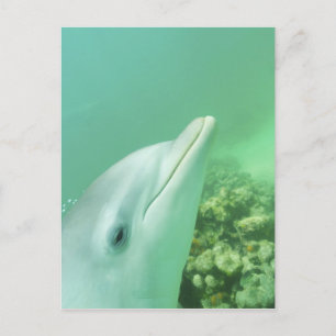 Cartão Postal Golfinho-nariz-de-garrafa Tursiops truncatus