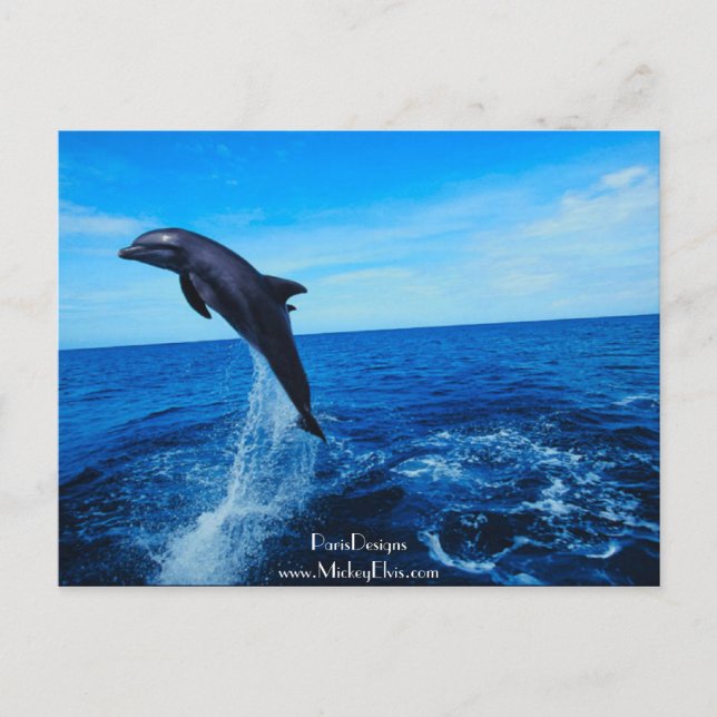 Cartão Postal Golfinho-nariz-frasco (Frente)