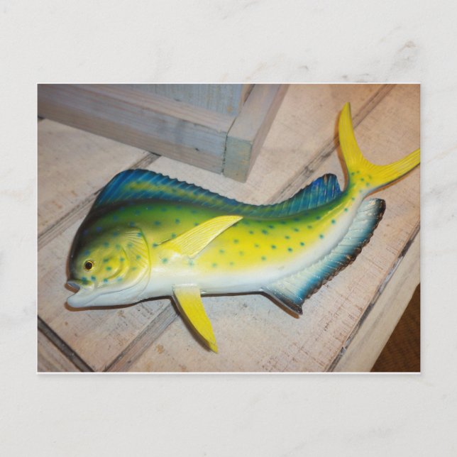 Cartão Postal Golfinho No Peixe (Não No Mamífero) (Frente)